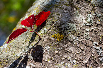 Wall Mural - Full frame abstract art background of moss and lichen textures on the bark of a cherry tree, with sunlight, shadows, and copy space