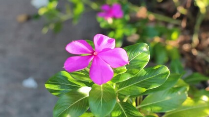 Wall Mural - flowers in the garden