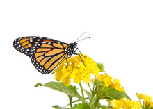 Close Up Of One Monarch Butterfly On Yellow Lantana Flowers, Profile View. Isolated On White.