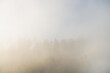 © Pixel Stories/Stocksy - Nature: coniferous trees among dense fog