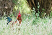 Rooster In The Long Grass On An Organic Chicken Farm