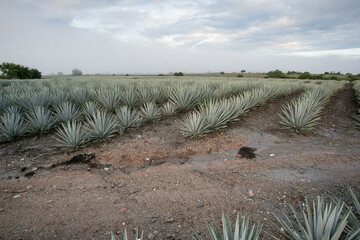 Poster - Tonaya - Tuxcacuesco, Jalisco - Paisaje de Agaves