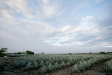 Poster - Tonaya - Tuxcacuesco, Jalisco - Paisaje de Agaves