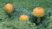 Closeup Of A Trio Of Fly Agaric (amanita Muscaria) Mushrooms Fungi Emerging Reindeer Moss (Cladonia)