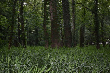 trees in the woods