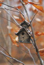 Birdhouse Hanging On Branch With Leaves