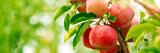 Red apples on apple fruit tree branches