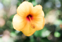 A Yellow Hibiscus Flower