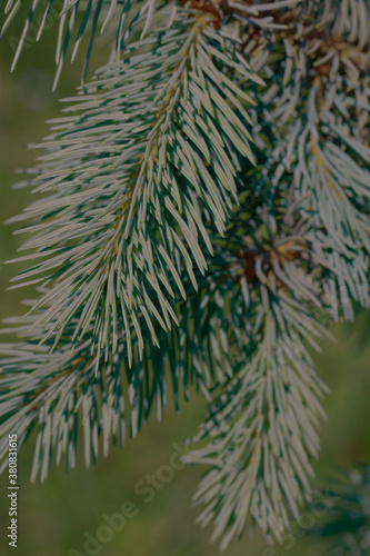 Green evergreen background.