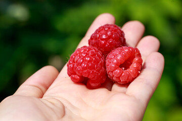 Wall Mural - Big beautiful ripe raspberry