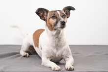 Brown, Black And White Older Jack Russell Terrier Lies On A Chair , Full Body