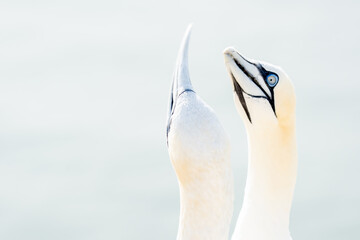 Portrait of pair of Northern Gannet, Sula bassana, Two birds love in soft light, animal love behaviour