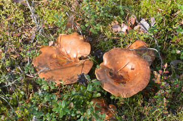 Two mushrooms Suillus bovinus.