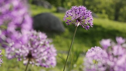Fotomurales - Allium giganteum flowers natural background