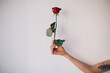 © VeaVea/Stocksy - Female hand holding red rose in front of a white background