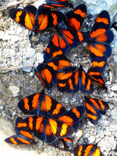 A Cluster Of Red And Black Monarch Butterflies On The Ground With Large Rocks Around