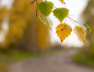 Aufkleber - Yellow and green autumn birch leaves in a beautiful place in nature