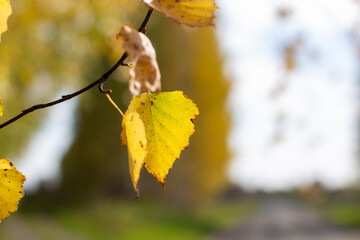Aufkleber - Yellow and green autumn birch leaves in a beautiful place in nature