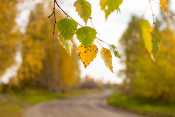 Aufkleber - Yellow and green autumn birch leaves in a beautiful place in nature