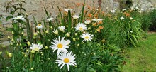 Shasta Daisy With Day Lilies Growing Against A Wall