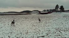 Close Up Aerial Drone Footage Of Two White Tailed Deer In The Snow. Shot In 30 Frames Per Second.