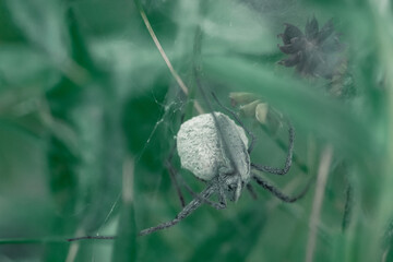 spider on a leaf with eggs