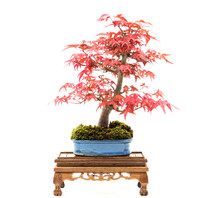 Beautiful Red Japanese Maple (Acer Palmatum) Bonsai On White Background