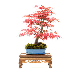 beautiful red japanese maple (acer palmatum) bonsai on white background