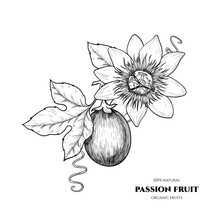 Vector Passion Fruit  Hand Drawn Sketch. Vintage Style
