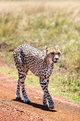 Wall Mural - Single adult cheetah, Acinonyx jubatus, walks along a dirt road in the Masai Mara, Kenya.