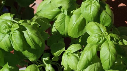 Wall Mural - basil plant (Basilicum)