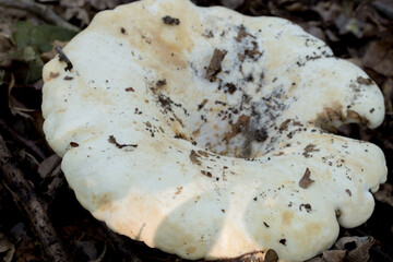 Wall Mural - Lactifluus vellereus  fleecy milk cap