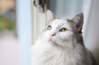 © Baeg Myeong Jun - 窓際で座っている白猫が外を見ている