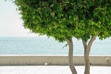 Intensive green tree on sea shore