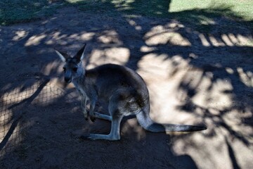 Wall Mural -  Wild grey kangaroo resting in the park