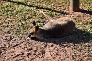 Wall Mural - Young cute wild gray wallaby kangaroo