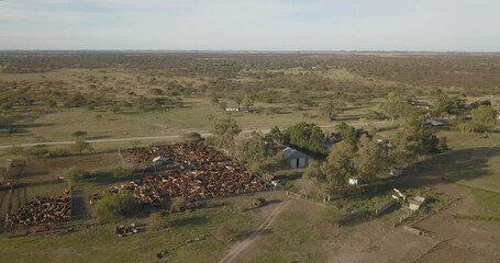 Wall Mural - Aerial drone flight over a pen with hundreds of cows on a farm.