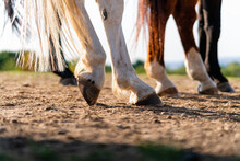 Close-up Of A Horse's Hind Legs And Hooves In Resting Position On A Horse Pasture (paddock) At Sunset. Typical Leg Position For Horses. Concepts Of Rest, Relaxation And Well-being. Background Blur.