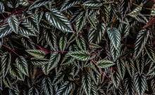 Foliage Of The Plant (Rex Begonia Vine)(Cissus Discolor) (Cissus Javana) At Singapore Botanical Garden
Family: Vitaceae
Genus: Treebine
Order: Vitales