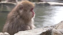 Snow Monkeys In Japan, (macaques) Enjoying The Thermal Pools Of Nagano. Red Faced And Fuzzy!