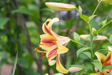 Asiatic yellow lily flower in the garden. Shallow depth of field. Shrub lily