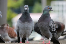 Group Of Adult Rock Pigeons Columba Livia Standing On The Ground In Front Of Blurry Urban Scenery In Berlin
