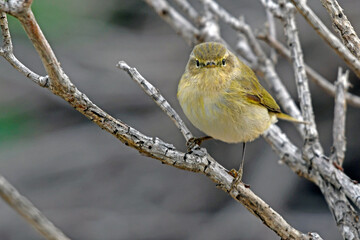 Wall Mural - Zilpzalp, Weidenlaubsänger (Phylloscopus collybita) - Chiffchaff 