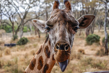 Closeup Of Silly Giraffe Sticking Out Its Tongue