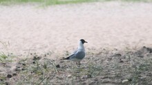 A Lake Gull Or Just A Gull Walking Back And Forth On The Sand. It Waits For Food And Spins Its Head. Then They Throw Her A Piece Of Bread Or Other Food, She Finds It In The Sand Or Grass And Bites