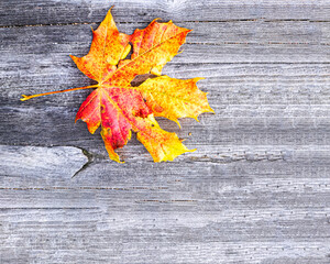 Beautiful colorful mapple leave with lots of empty space for text with a wooden background signifying autumn, Gothenburg, Sweden