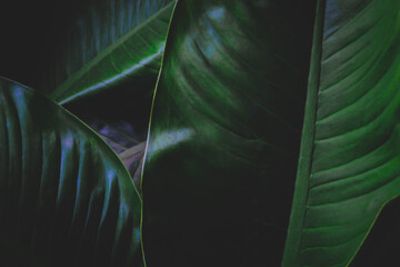 Wall Mural - dark green leaf background