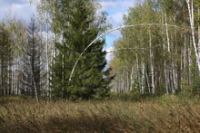 Natural Landscape With A Large Spreading Spruce In A Birch Grove With A Thin Tree Leaning Under A Clear Blue Sky And Withering Grass In The Foreground.Scene During A Walk On A Sunny Autumn Day.