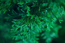 Close Up Top View Of Thuja Branches