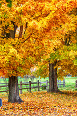 autumn trees